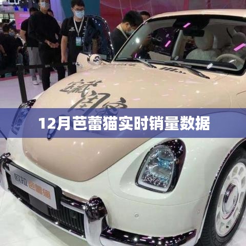 12月芭蕾貓銷量數(shù)據(jù)實(shí)時(shí)更新