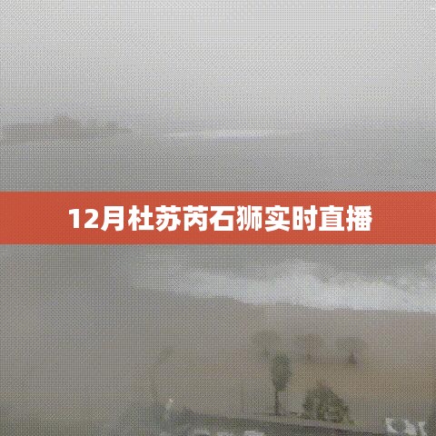 杜蘇芮石獅最新動(dòng)態(tài)，12月實(shí)時(shí)直播解析