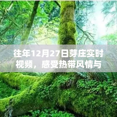 往年芽莊風(fēng)情紀(jì)實，熱帶風(fēng)情與文化魅力的獨特體驗