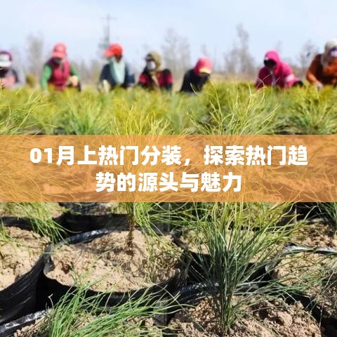 01月熱門趨勢探索，源頭魅力與分裝解析