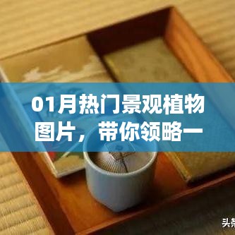 一月熱門景觀植物圖片欣賞，領(lǐng)略植物魅力