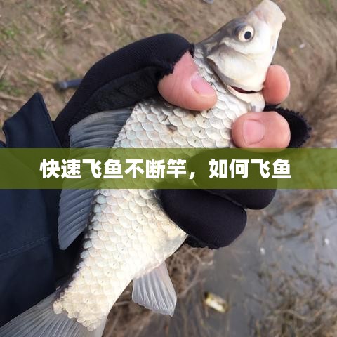 快速飛魚不斷竿，如何飛魚