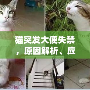 貓突發(fā)大便失禁，原因解析、應對方案與溫馨關懷