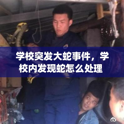 學(xué)校突發(fā)大蛇事件，學(xué)校內(nèi)發(fā)現(xiàn)蛇怎么處理