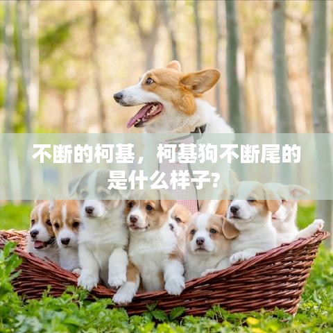 不斷的柯基，柯基狗不斷尾的是什么樣子?