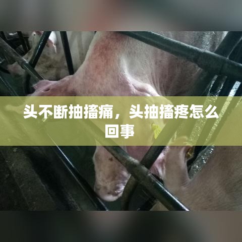 頭不斷抽搐痛，頭抽搐疼怎么回事