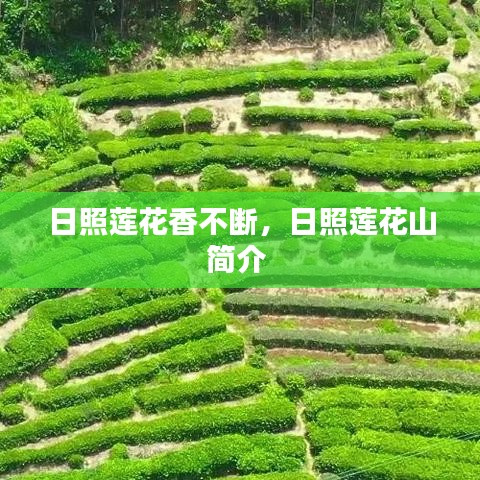 日照蓮花山，探秘連綿不絕的蓮花香
