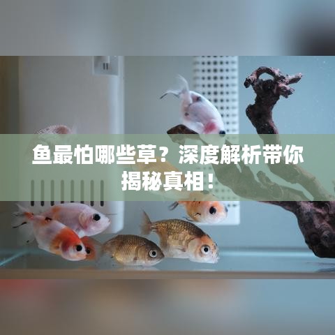 魚怕哪些草？深度解析水草與魚的互動關(guān)系！