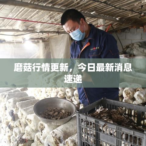 磨菇行情更新，今日最新消息速遞