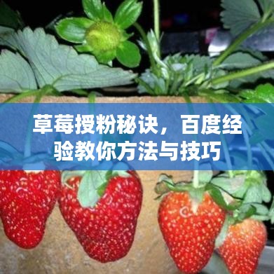 草莓授粉秘訣，百度經(jīng)驗教你方法與技巧