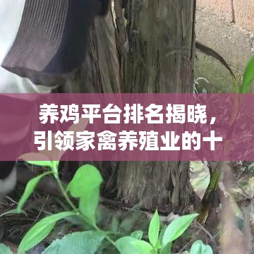 養(yǎng)雞平臺排名揭曉，引領(lǐng)家禽養(yǎng)殖業(yè)的十大佼佼者