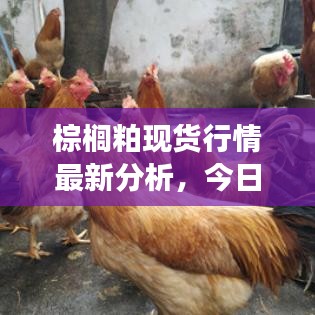 棕櫚粕現(xiàn)貨行情最新分析，今日市場動態(tài)一網(wǎng)打盡