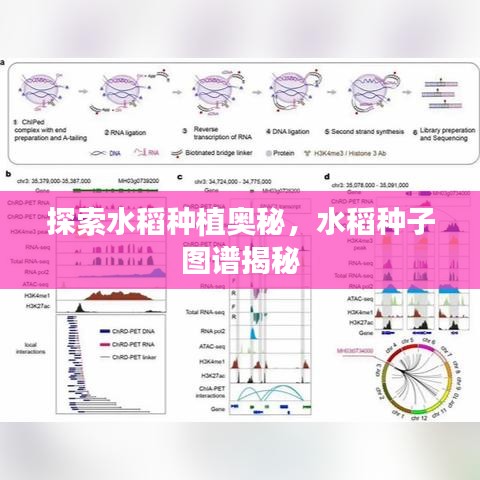探索水稻種植奧秘，水稻種子圖譜揭秘