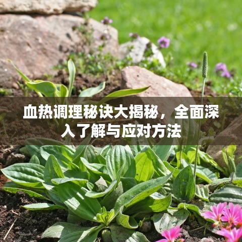 血熱調(diào)理秘訣大揭秘，全面深入了解與應(yīng)對方法