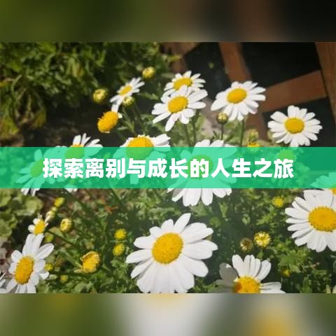 探索離別與成長(zhǎng)的人生之旅