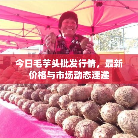 今日毛芋頭批發(fā)行情，最新價格與市場動態(tài)速遞