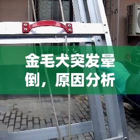 金毛犬突發(fā)暈倒，原因分析及應(yīng)對(duì)方法