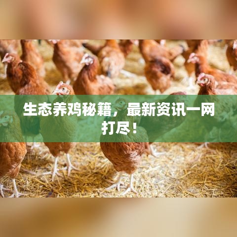 生態(tài)養(yǎng)雞秘籍，最新資訊一網(wǎng)打盡！