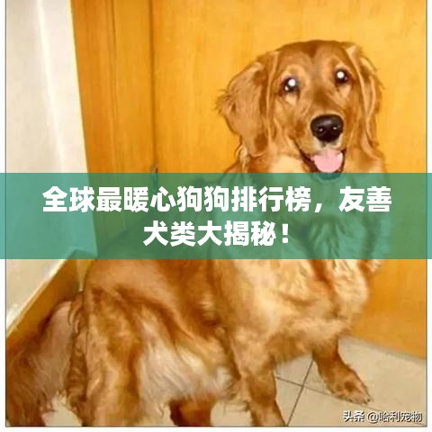 全球最暖心狗狗排行榜，友善犬類大揭秘！