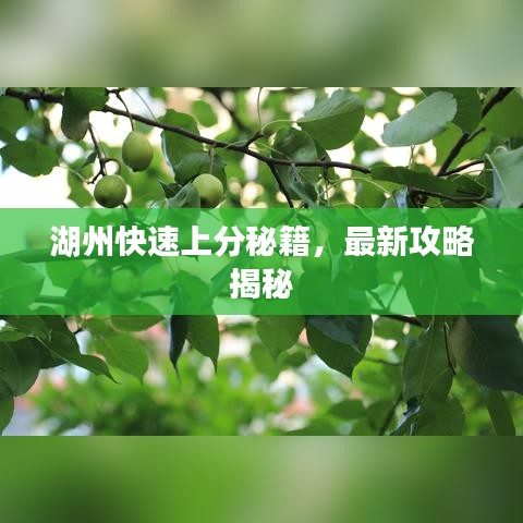 湖州快速上分秘籍，最新攻略揭秘