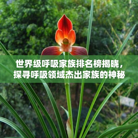 世界級(jí)呼吸家族排名榜揭曉，探尋呼吸領(lǐng)域杰出家族的神秘力量