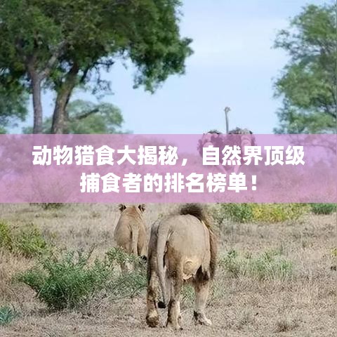 動物獵食大揭秘，自然界頂級捕食者的排名榜單！