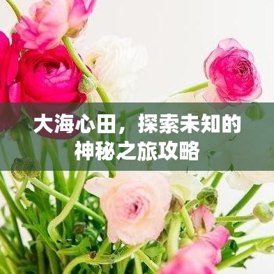 大海心田，探索未知的神秘之旅攻略
