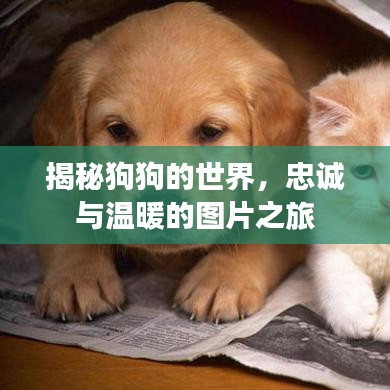 揭秘狗狗的世界，忠誠與溫暖的圖片之旅