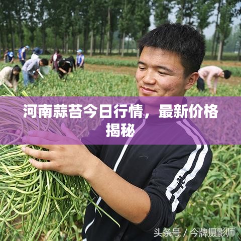 河南蒜苔今日行情，最新價(jià)格揭秘