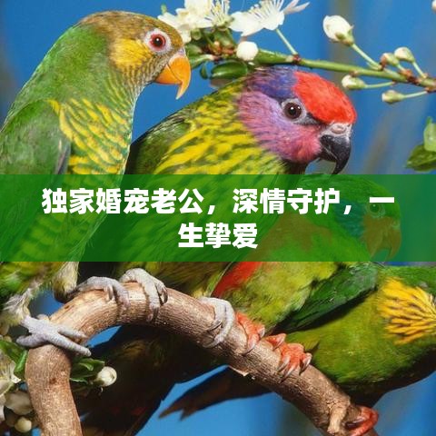 獨家婚寵老公，深情守護，一生摯愛