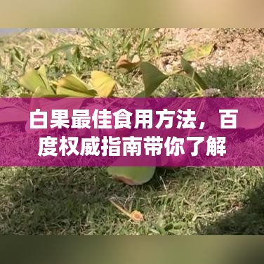白果最佳食用方法，百度權威指南帶你了解！