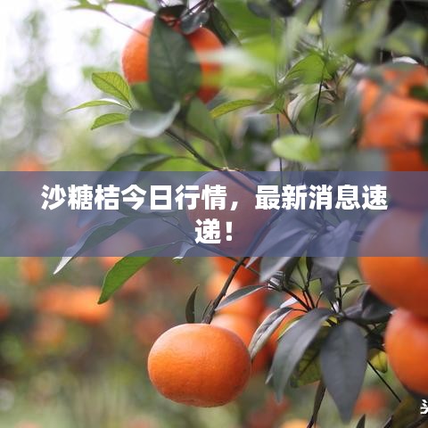 沙糖桔今日行情，最新消息速遞！