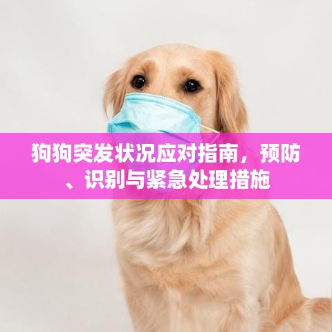 狗狗突發(fā)狀況應(yīng)對(duì)指南，預(yù)防、識(shí)別與緊急處理措施