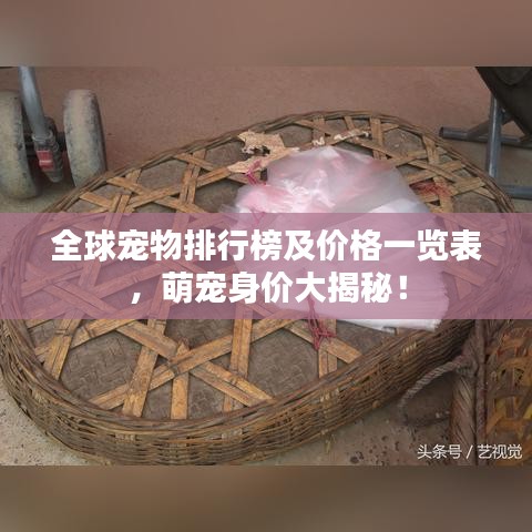 全球?qū)櫸锱判邪窦皟r(jià)格一覽表，萌寵身價(jià)大揭秘！