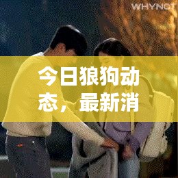 今日狼狗動態(tài)，最新消息與圖片匯總
