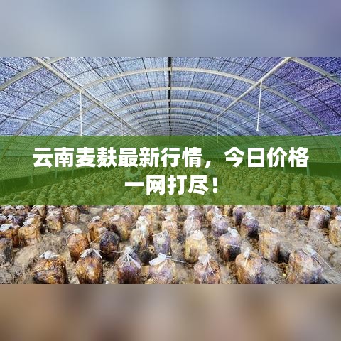 云南麥麩最新行情，今日價格一網(wǎng)打盡！