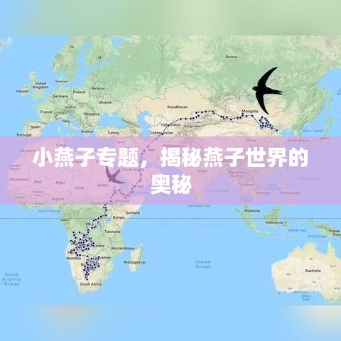小燕子專題，揭秘燕子世界的奧秘