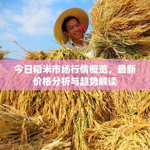 今日稻米市場行情概覽，最新價格分析與趨勢解讀