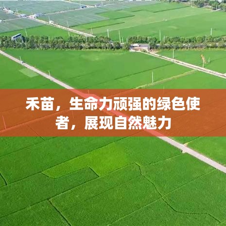 禾苗，生命力頑強的綠色使者，展現(xiàn)自然魅力