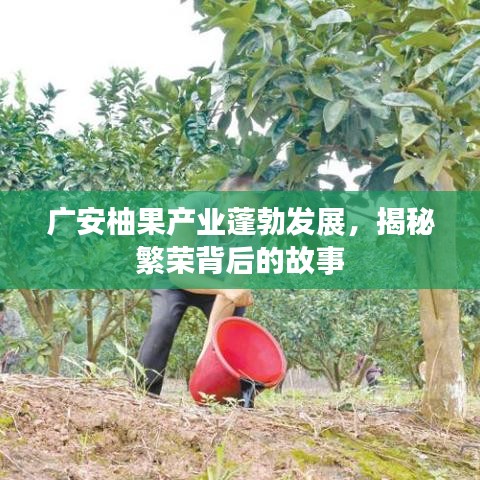 廣安柚果產(chǎn)業(yè)蓬勃發(fā)展，揭秘繁榮背后的故事