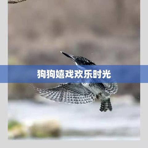 狗狗嬉戲歡樂時(shí)光