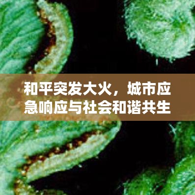 和平突發(fā)大火，城市應(yīng)急響應(yīng)與社會和諧共生面臨考驗(yàn)