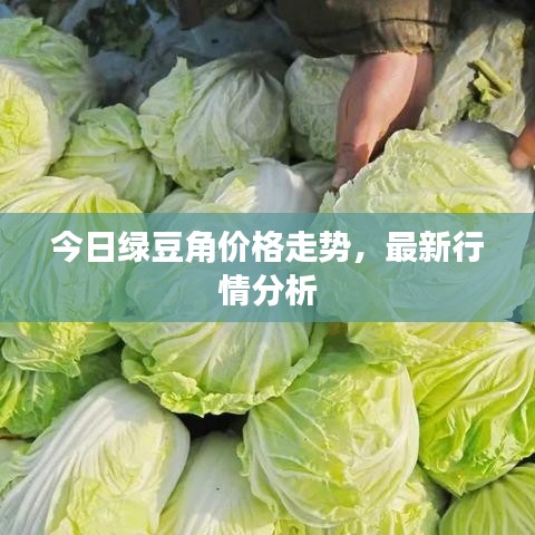 今日綠豆角價格走勢，最新行情分析