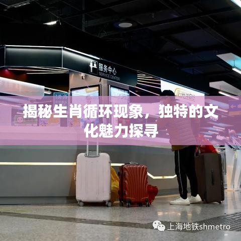 揭秘生肖循環(huán)現(xiàn)象，獨特的文化魅力探尋