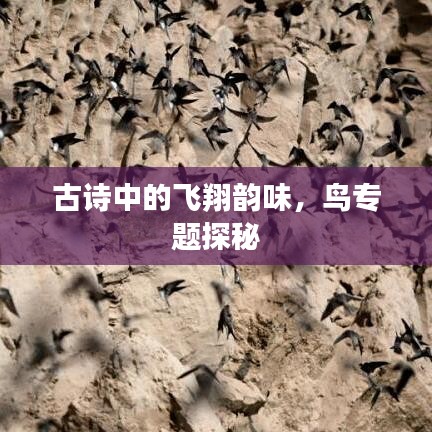 古詩中的飛翔韻味，鳥專題探秘