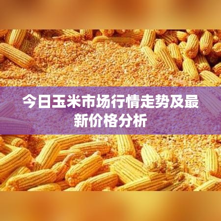 今日玉米市場行情走勢及最新價格分析