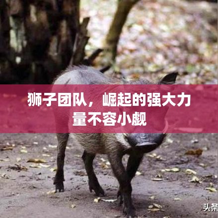 獅子團隊，崛起的強大力量不容小覷