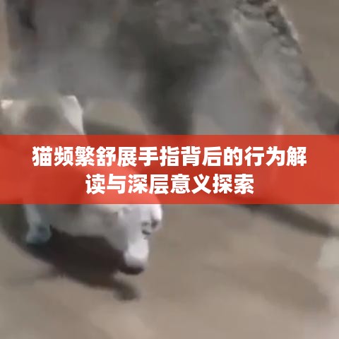 貓頻繁舒展手指背后的行為解讀與深層意義探索