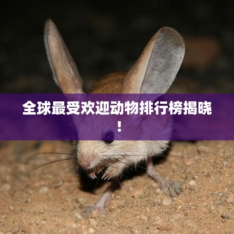 全球最受歡迎動(dòng)物排行榜揭曉！