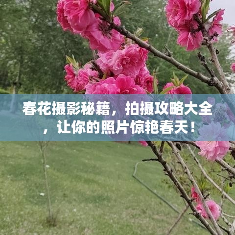 春花攝影秘籍，拍攝攻略大全，讓你的照片驚艷春天！